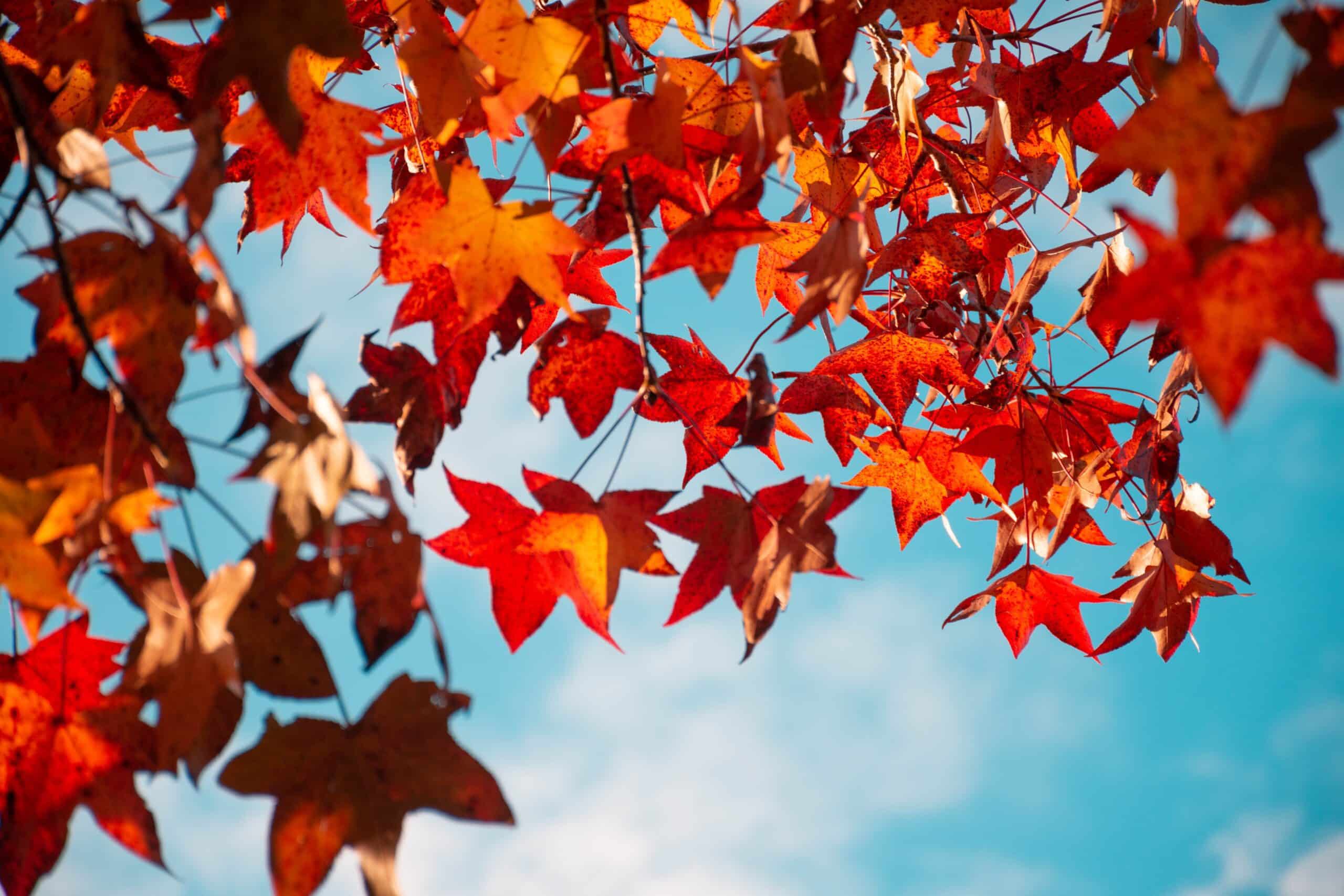 Orange and red leaves against brilliant blue sky