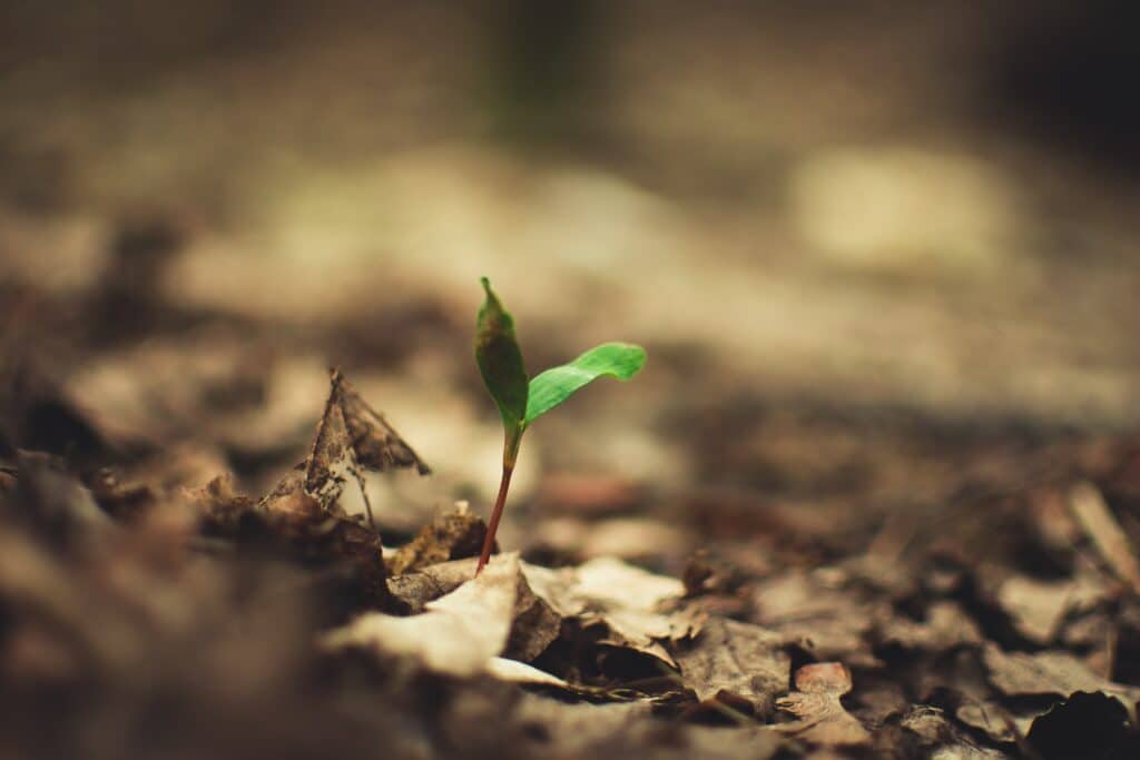 Selective focus photography of green plant sprouting from leaf litter